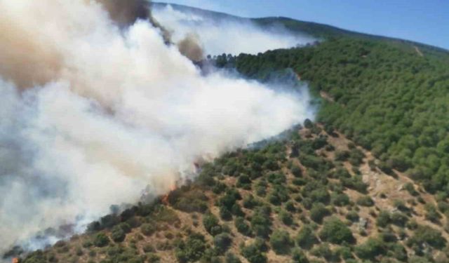 Yalova'daki orman yangını söndürüldü, bölgede soğutma çalışmaları sürüyor