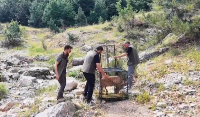 Yaralı dağ keçisi tedavisinin ardından doğaya bırakıldı