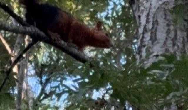 Yayla evinin bahçesine inen sincap yiyecek ararken görüntülendi