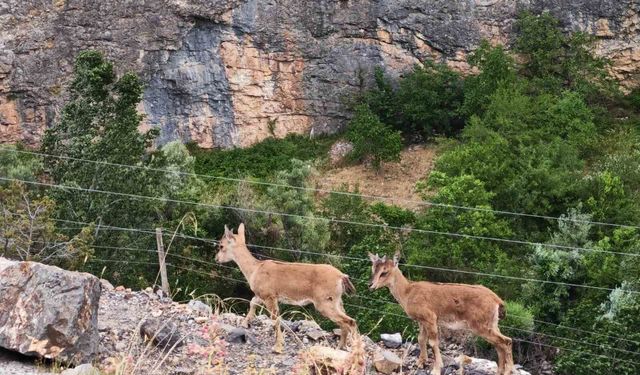 Yerinde duramayan yavru yaban keçilerinin kayalar üzerindeki oyunu kamerada