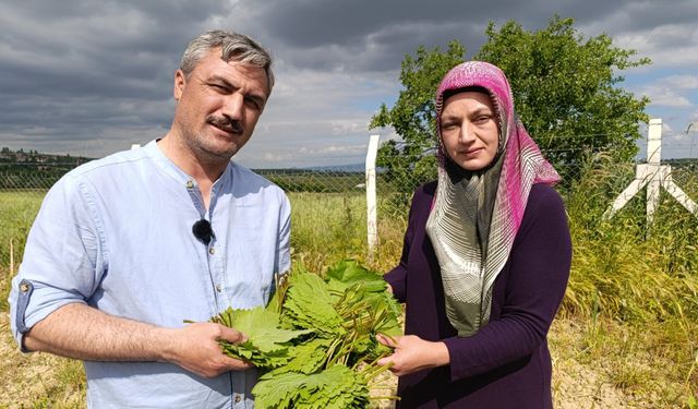 Çekerek'te Akıllı Bağcılık: Telli Terbiye Sistemiyle Çiftin Başarı Hikayesi