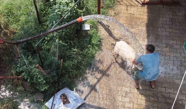 Adana'da 42 derece sıcaklıkta koyunları buzlu ve soğuk suyla serinletme