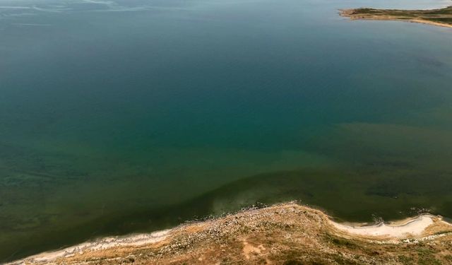 Adilcevaz'da Van Gölü sahili yeşile büründü