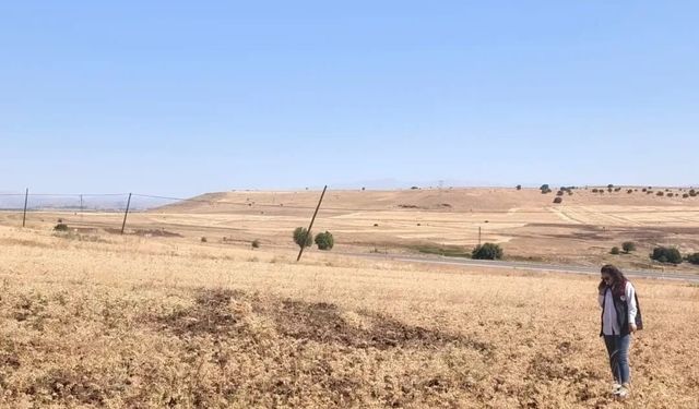 Ağın'da tüylü nohut hasadı devam ediyor