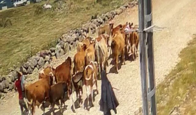 Ağrı'da çalınan 22 büyükbaş hayvandan 15'i bulundu
