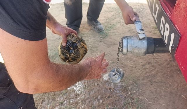 Alevlerden korunmak için kendini toprağa gömmeye çalışan kaplumbağayı ekipler kurtardı