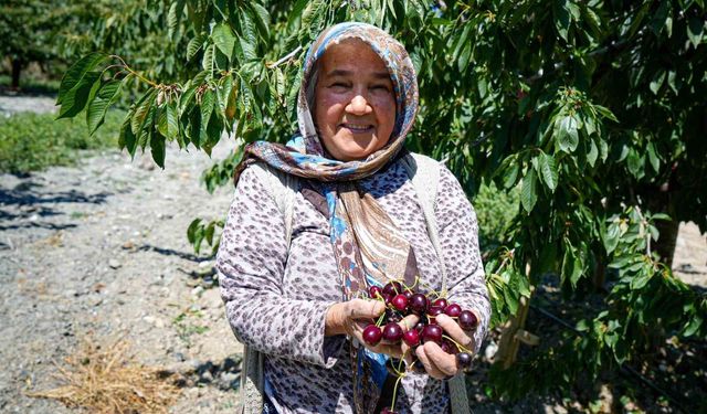 Ankara'da geçen yıl don vuran kiraz bahçelerinde bu yıl 80 tonluk rekolte bekleniyor