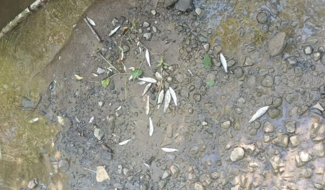 Balık ölümlerine sebep olan tesise 839 bin TL ceza