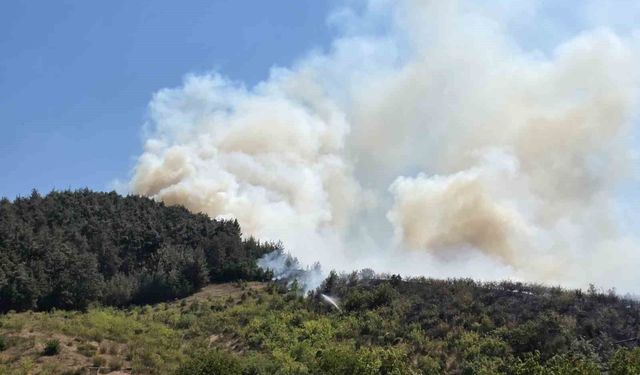 Balıkesir'de otluk alanda başlayan yangın ormana sıçradı