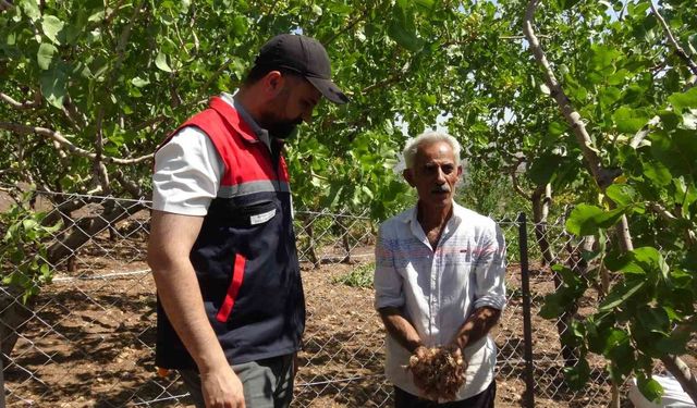Batmanlı internette gördüğü safrana merak saldı: 10 metrekarelik alanda başladı, 800 metrekareye çıkardı