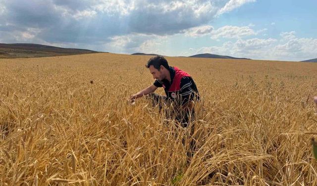Bayburt'ta hububat tarlalarında sarı pas hastalığı kontrolü yapıldı