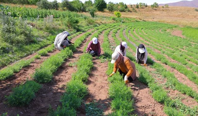 Bayburt'ta tarhun hasadı başladı
