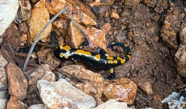 Besni'de ateş semenderi görüntülendi