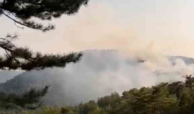 Bolu'da orman yangını