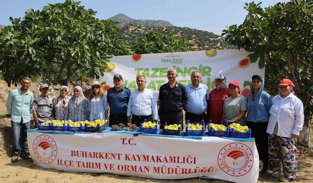 Buharkent'te taze incir hasadı başladı