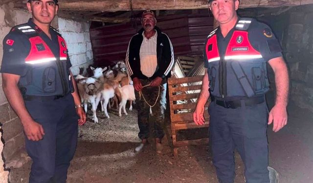 Çanakkale'de kaybolan 15 küçükbaş hayvan jandarma ekiplerince bulunarak sahibine teslim edildi