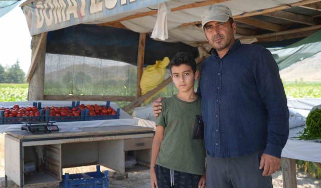 Coğrafi işaretli lezzette sezon açıldı: Ayaş domatesi dalından toplanıyor
