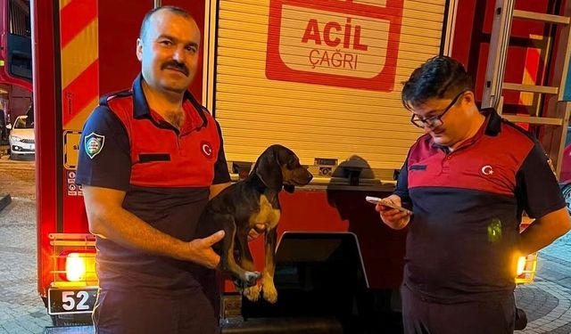 Depoya düşen köpek, itfaiye ekiplerince kurtarıldı