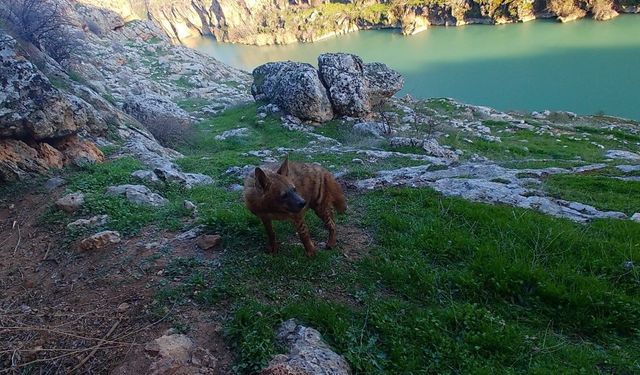 Doğal yaşamı bozanlara 5 Milyon TL'ye kadar ceza
