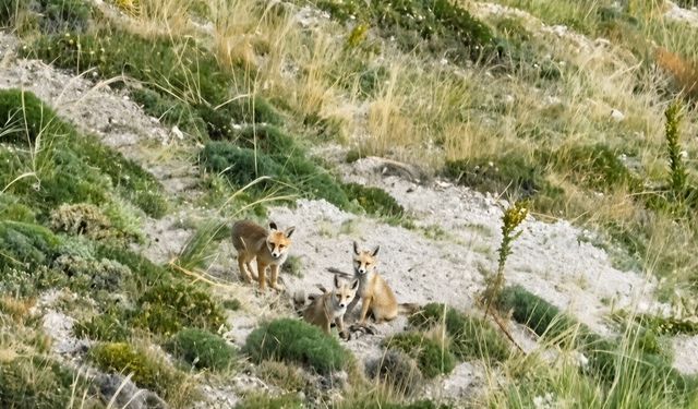 Doğanın sevimli yüzü: Tilki ailesi havadan görüntülendi