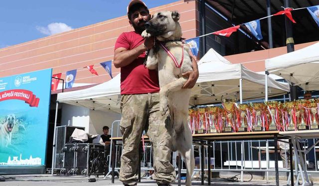Dünyaca ünlü 'Anadolu aslanları' güzellik yarışında kıyasıya yarıştı