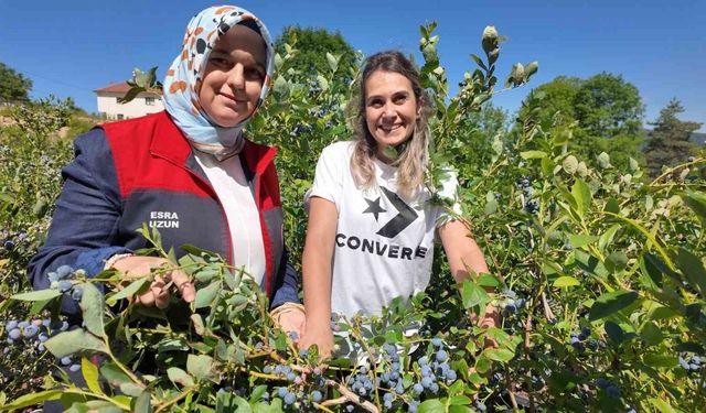 Düzce'de yaban mersini üretimi yaygınlaşıyor