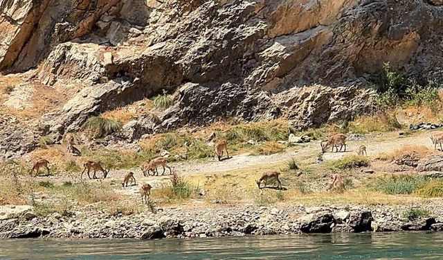Elazığ'da dağ keçileri sürü halinde görüntülendi