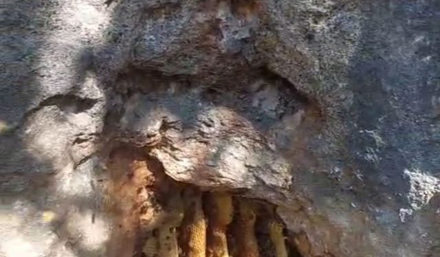 Elazığ'da kaya oyuğunda doğal bal