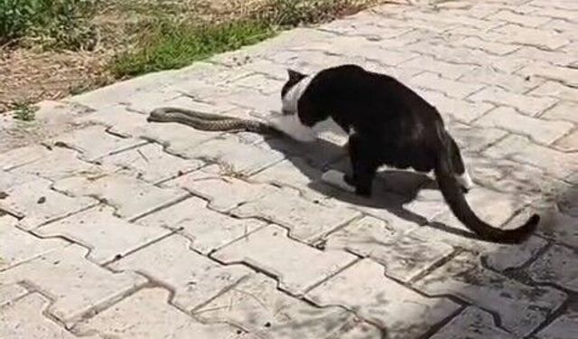Elazığ'da kediyle yılanın kavgası kameraya yansıdı