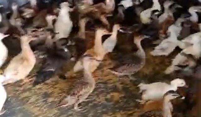 Enez'de ticarete konu edilen 257 yabani kanatlı kuş ele geçirildi