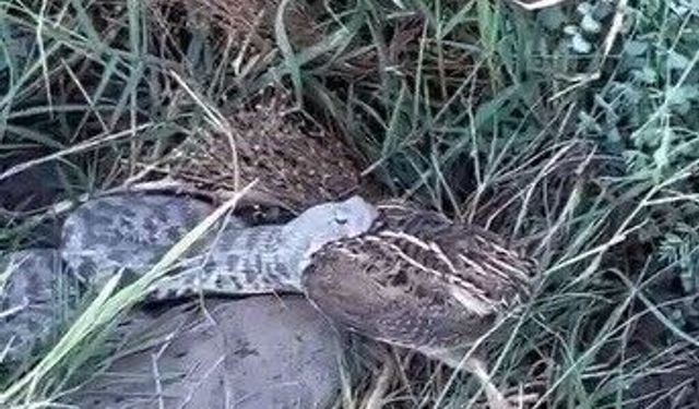 Engerek yılanının bıldırcın avı kameraya yansıdı
