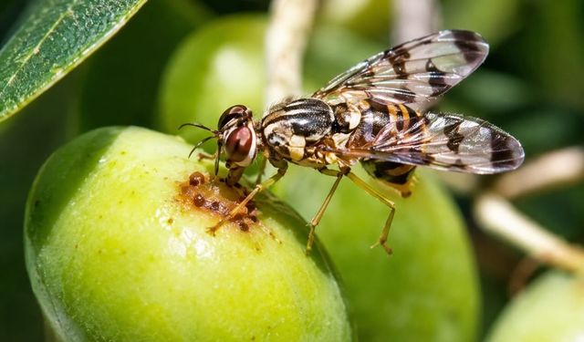 Erdek'te zeytin üreticilerine zeytin sineği uyarısı