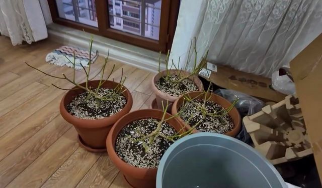 Evinde uyuşturucu yetiştiren şahsa operasyon: 1 tutuklama