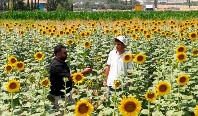 GAP suyuyla birlikte Şanlıurfa'da ürün çeşitliliği zirveye çıktı