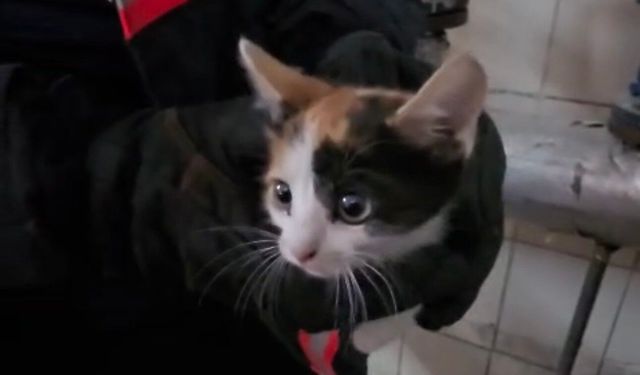 Havalandırma boşluğunda mahsur kalan kedileri itfaiye kurtardı