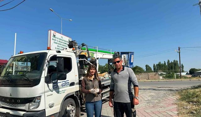 Iğdır'da doğada halsiz bulunan kerkenez koruma altına alındı