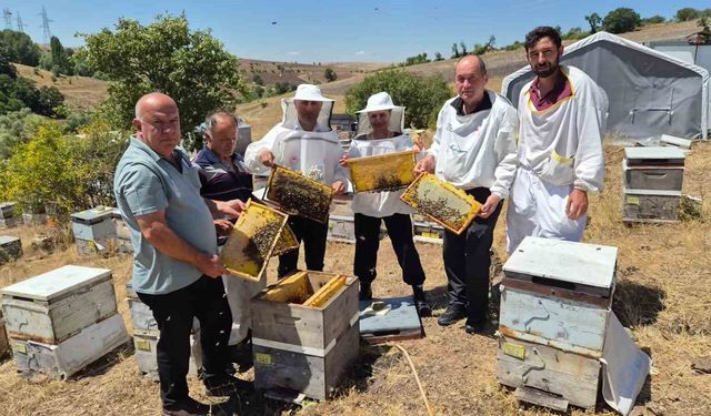Karadeniz arı genotipinin ıslahı için çalışmalar sürüyor: Hedef daha verimli ana arı üretimi