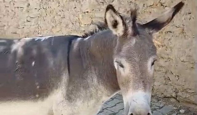 Kırsal mahalledeki başıboş eşek merak konusu