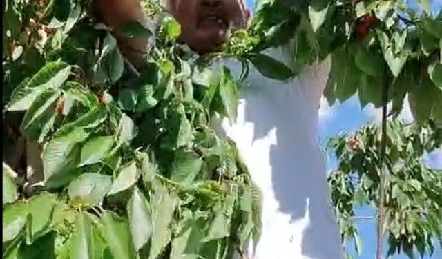 Kitre köyünde olgunlaşan kirazların dalda kalanları kargalara bırakılıyor