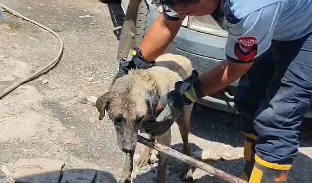 Konteynerin altında sıkışan anne köpek ve yavruları itfaiye ekiplerince kurtarıldı