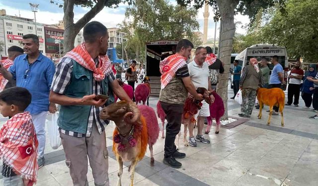 Koyunlar sudan önce bulvardan geçti