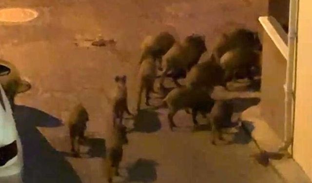 Kuşadası'nda yaban domuzları sürüsü mahalle aralarında görüntülendi