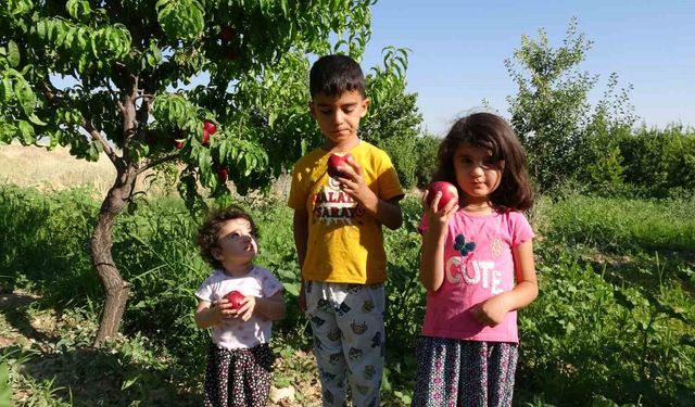Malatya'da kayısıya yeni rakip: Santa Maria armudu ve nektarin