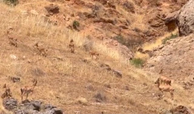 Malatya'da koruma altındaki yaban keçileri sürü halinde görüntülendi