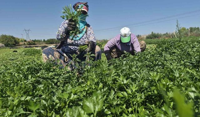 Maydanoz tarlasının emekçi kadınları