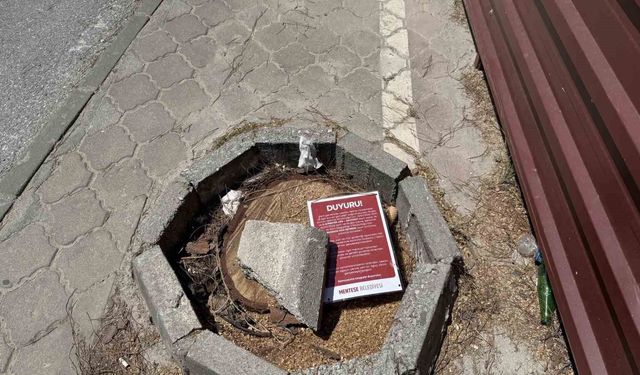 Menteşe'de riskli ağaçlar için kesim ve budama çalışması