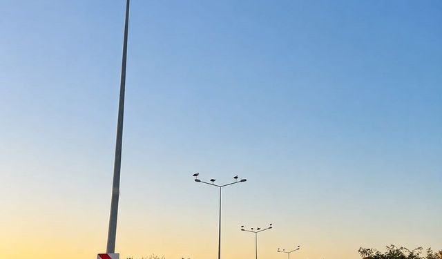 Muratlı'da leylekler direkleri mesken tuttu