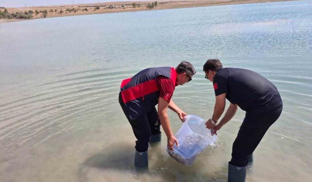 Niğde Bahçeli Göleti'ne yavru sazan bırakıldı