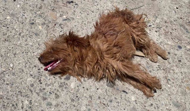 Önce otomobil çarptı sandılar, veterinerde gerçeği öğrendiler