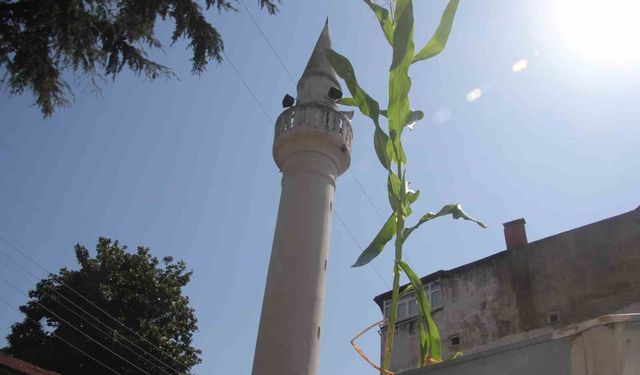 Ordu'da cami çatısında mısır yetişti